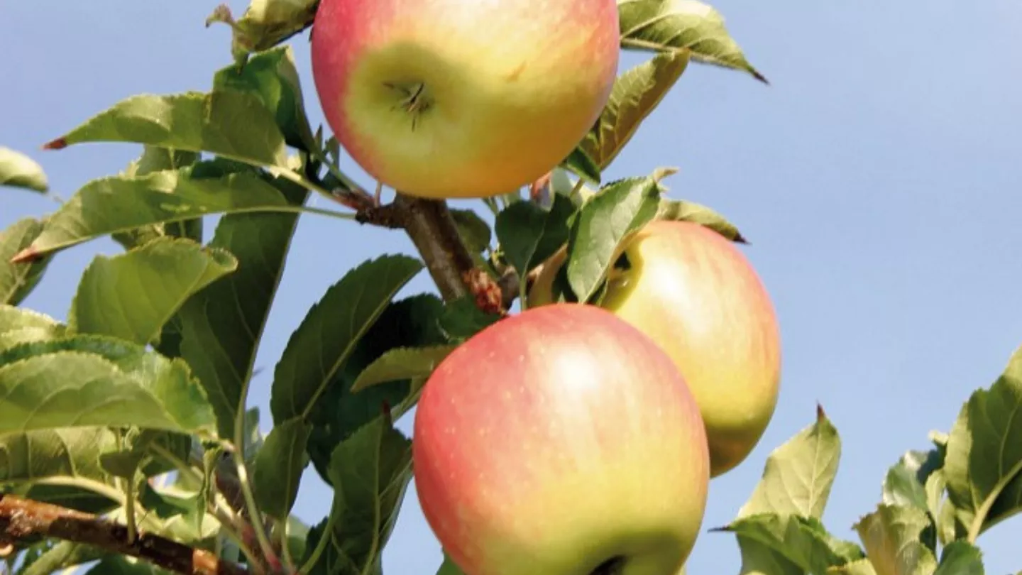 crop protection products in apples and pears
