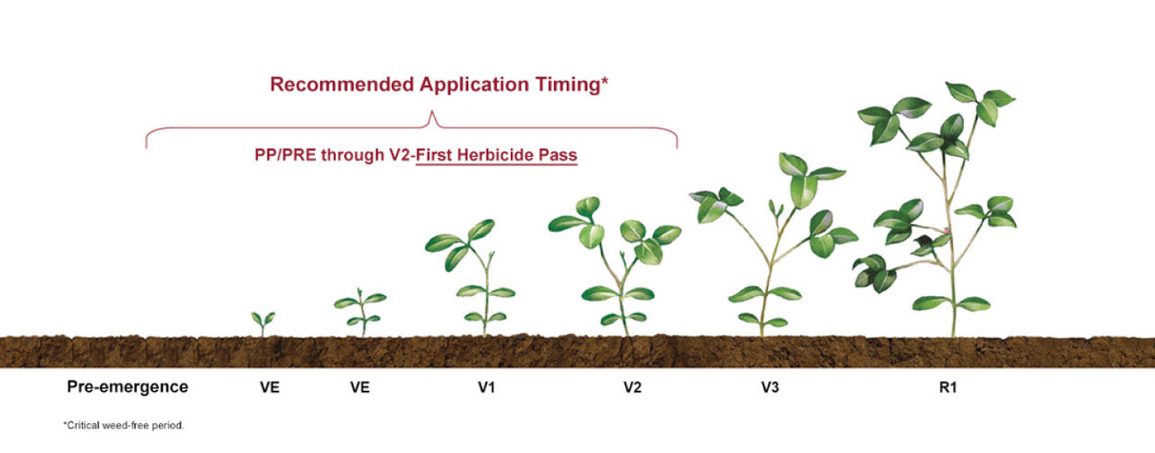 A graphic showing the recommended application timing on soybean plants as they grow from small to large from left to right. 