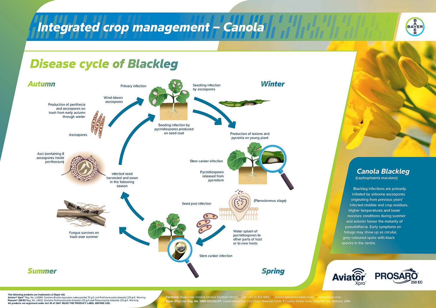 lifecycle