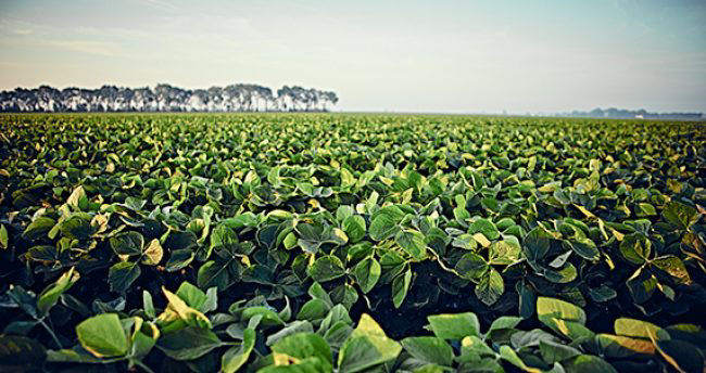 Promo Tools of Clean Fields. Higher Yields.