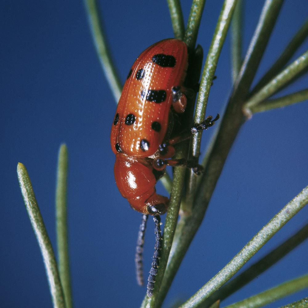 Asparagus Beetle