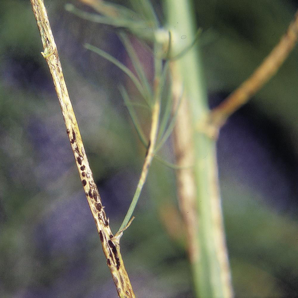 Asparagus Rust