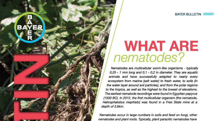 What Are Nematodes?