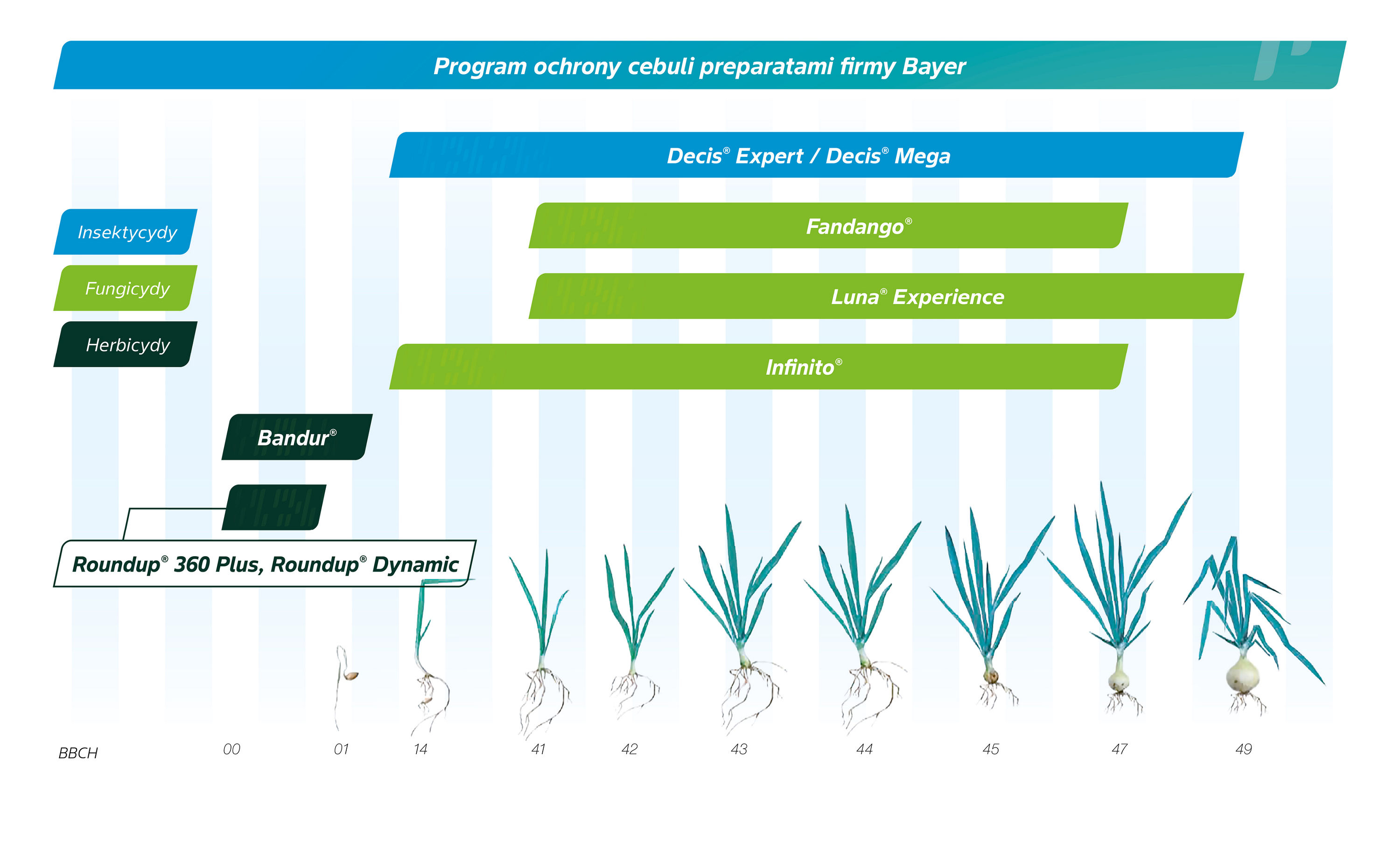 Program ochrony roślin Cebula