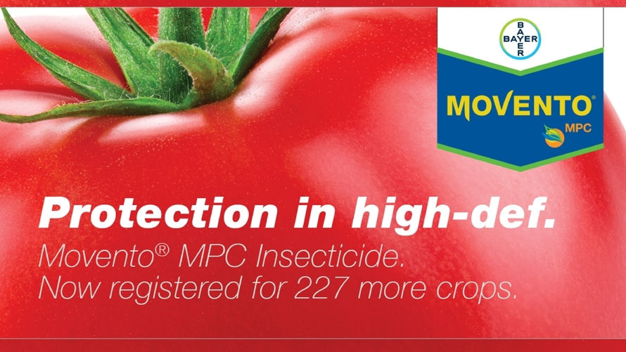 Movento MPC: Whitefly protection you can see