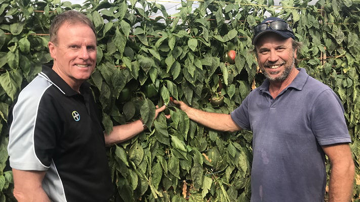 Bayer Territory Business Manager Ian Cook and Rob Kuzmicich take a closer look at capsicum development on the family’s Carnarvon property in WA.