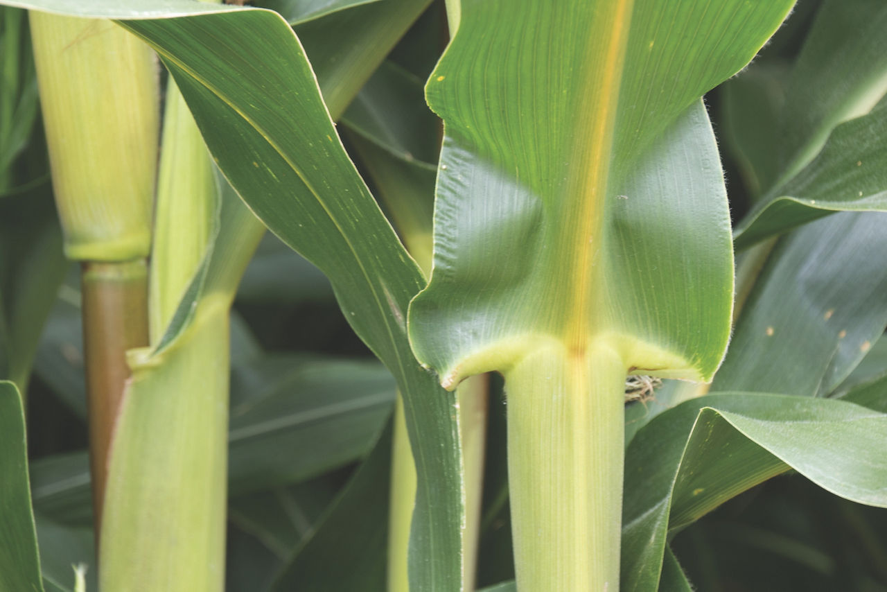 Brown midrib (BMR) corn stalk on left and midrib on right