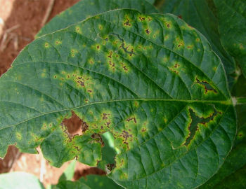 Bacterial Blight in Soybean | Crop Science US