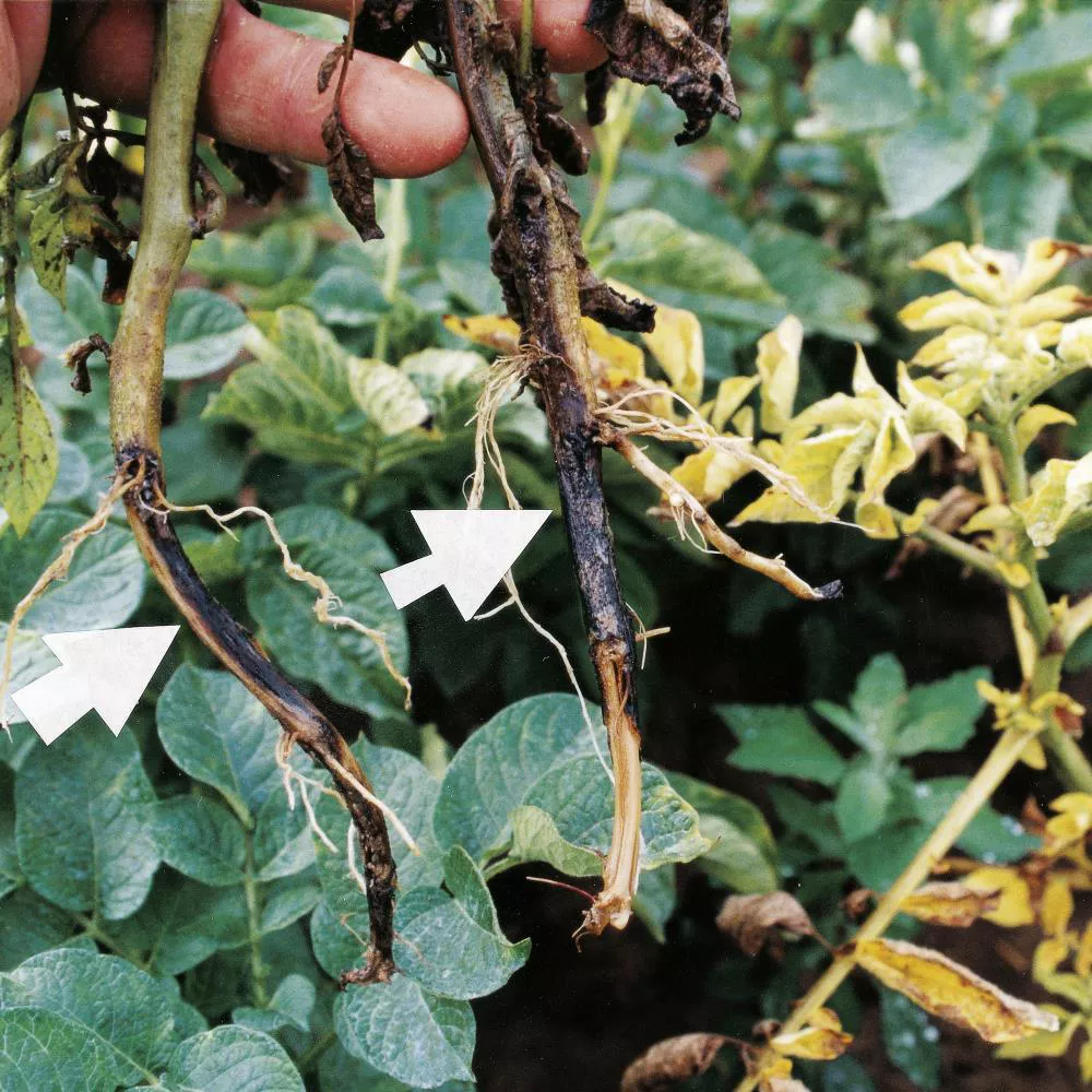 Bacterial Rot Blackleg