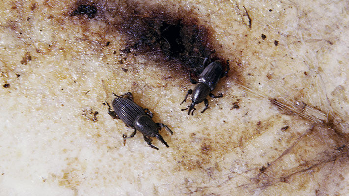 Banana weevil borers, also known as banana weevil or banana root borer, are found throughout the coastal banana growing areas of New South Wales, Queensland and the Ord River Irrigation area of WA.