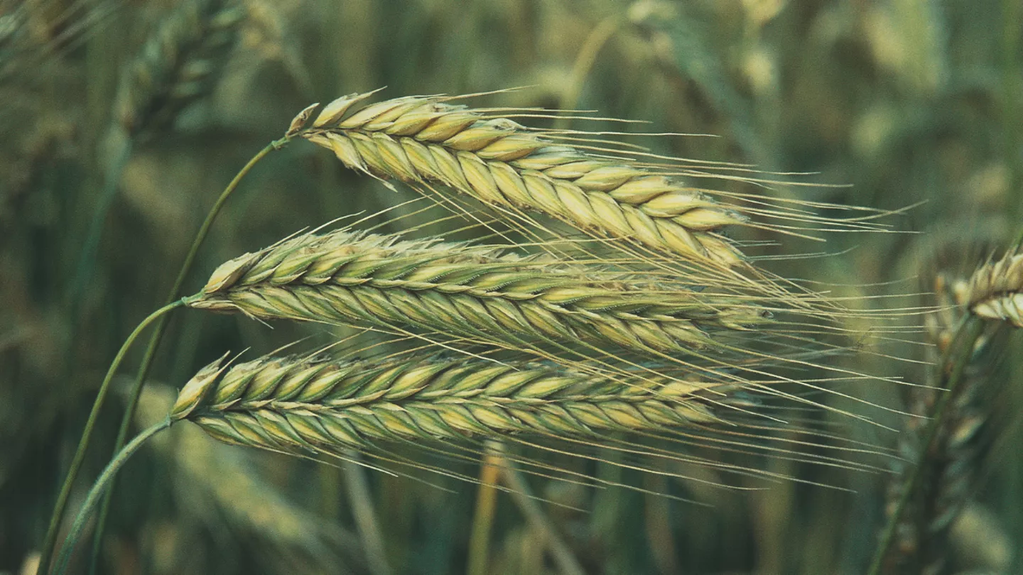 crop protection products in barley