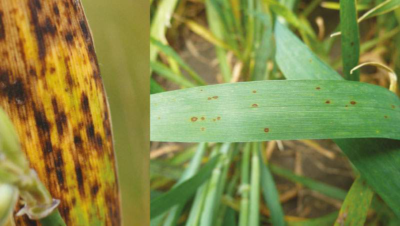 Ramularia Leaf Spot - Barley