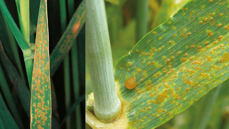 Leaf Rust - Barley