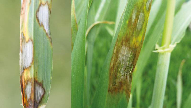Scald - Barley