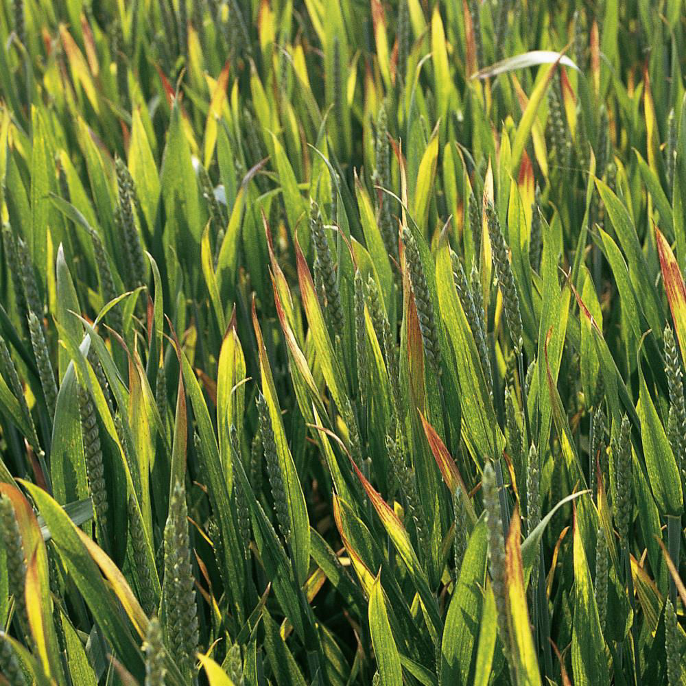 Barley Yellow Dwarf Virus