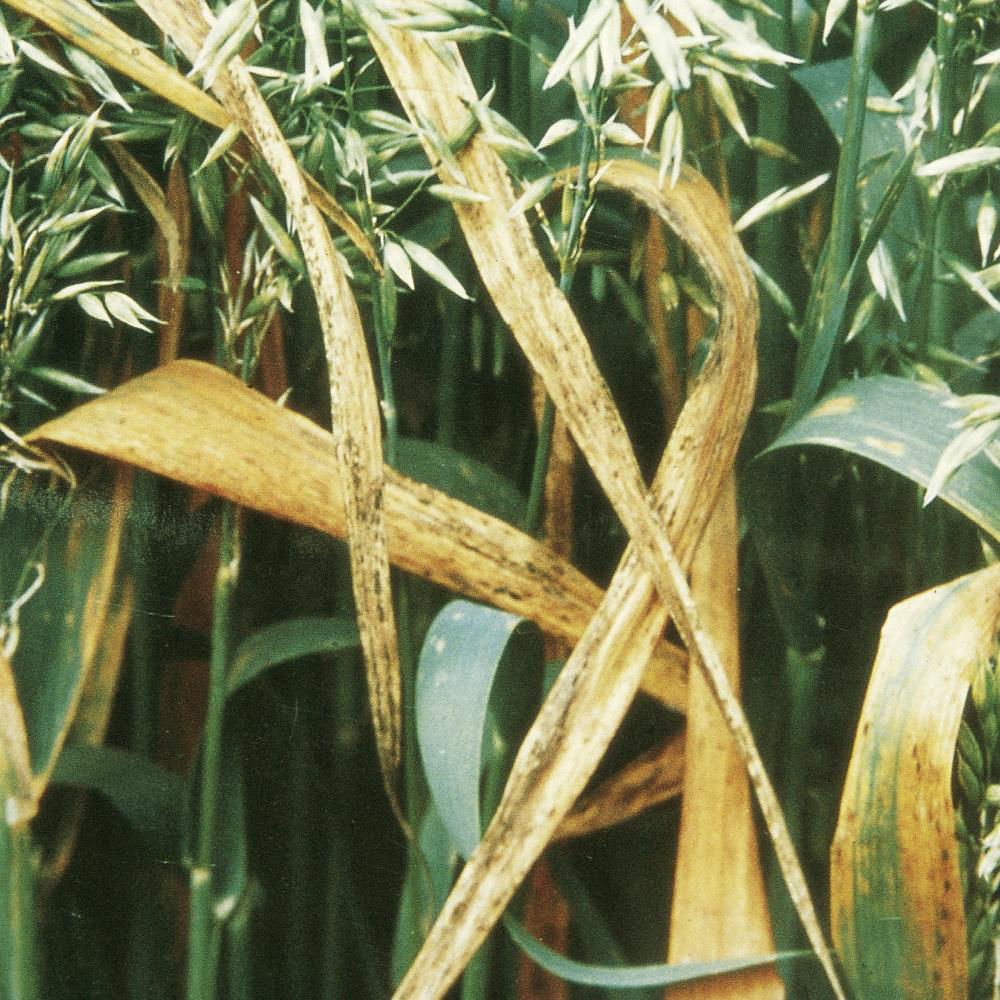 Barley Yellow Dwarf Virus