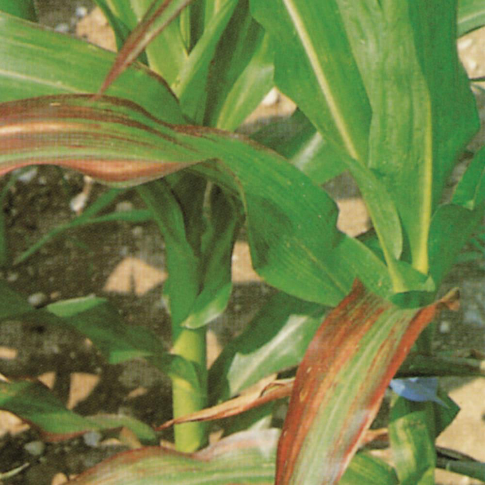 Barley Yellow Dwarf Virus