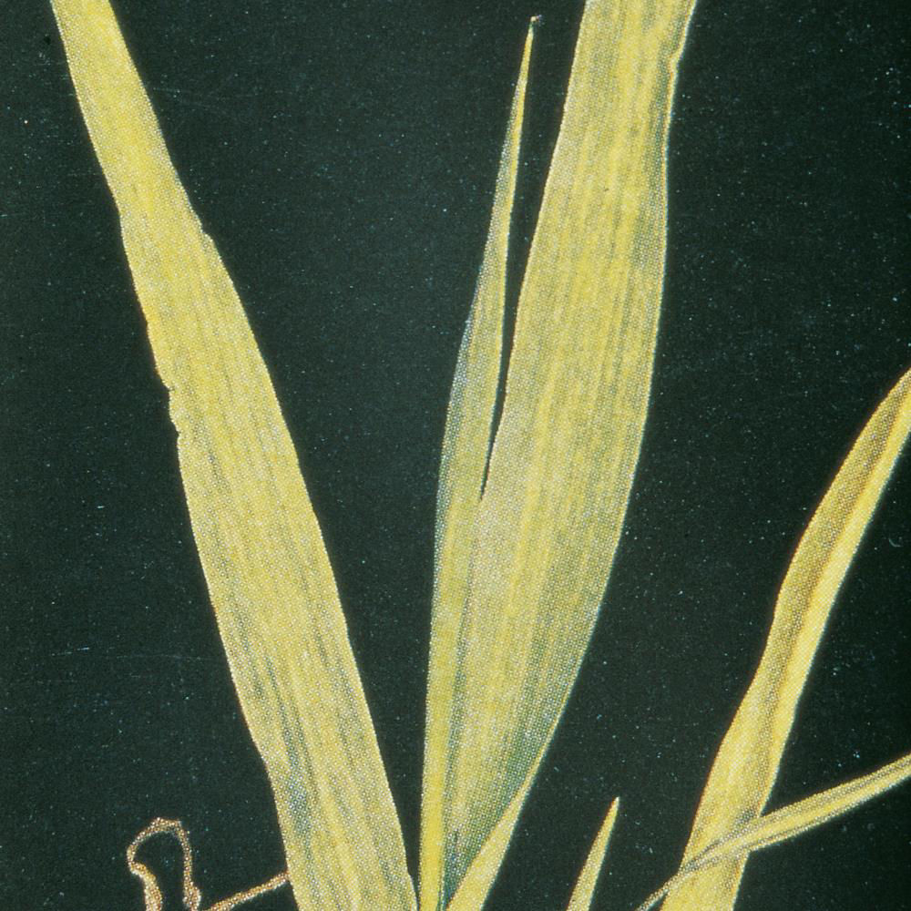 Barley Yellow Mosaic Virus