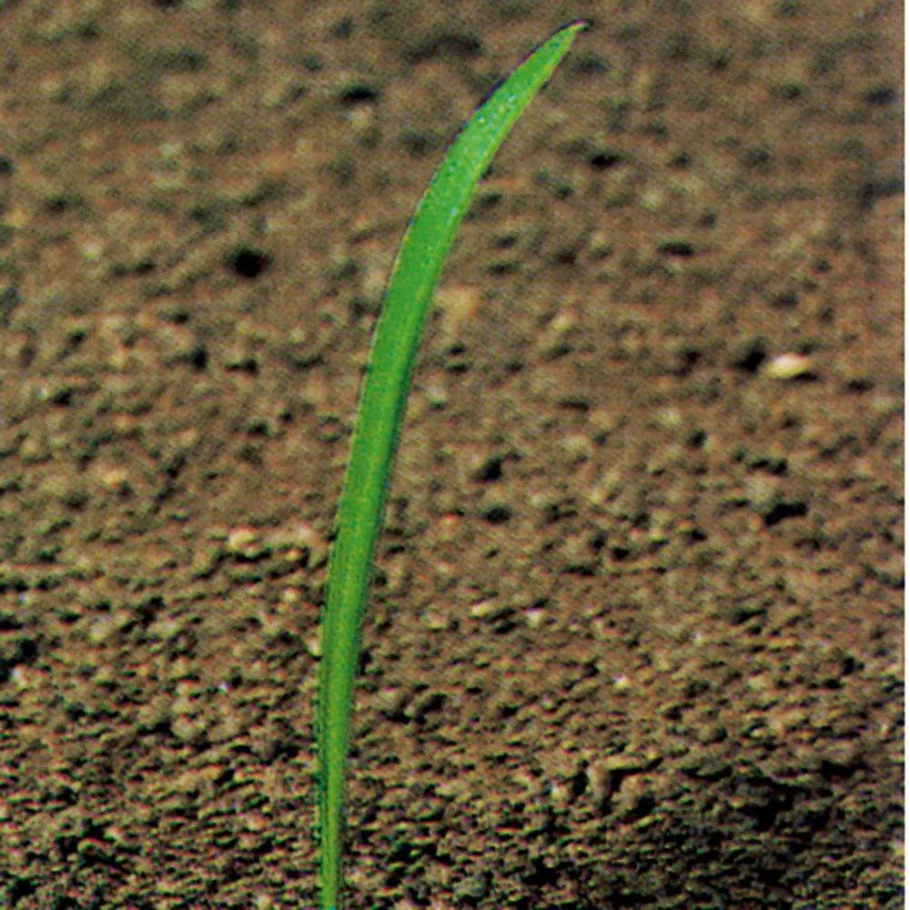 Barnyard Grass