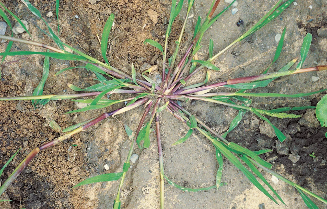 Barnyard_Grass_Rich_Text_Editor_1.jpg
