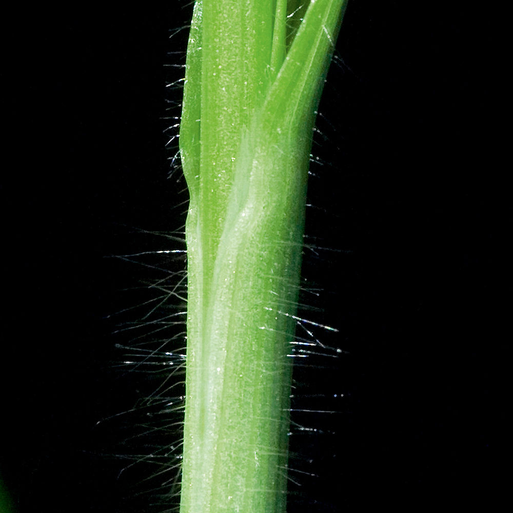 Barren Brome