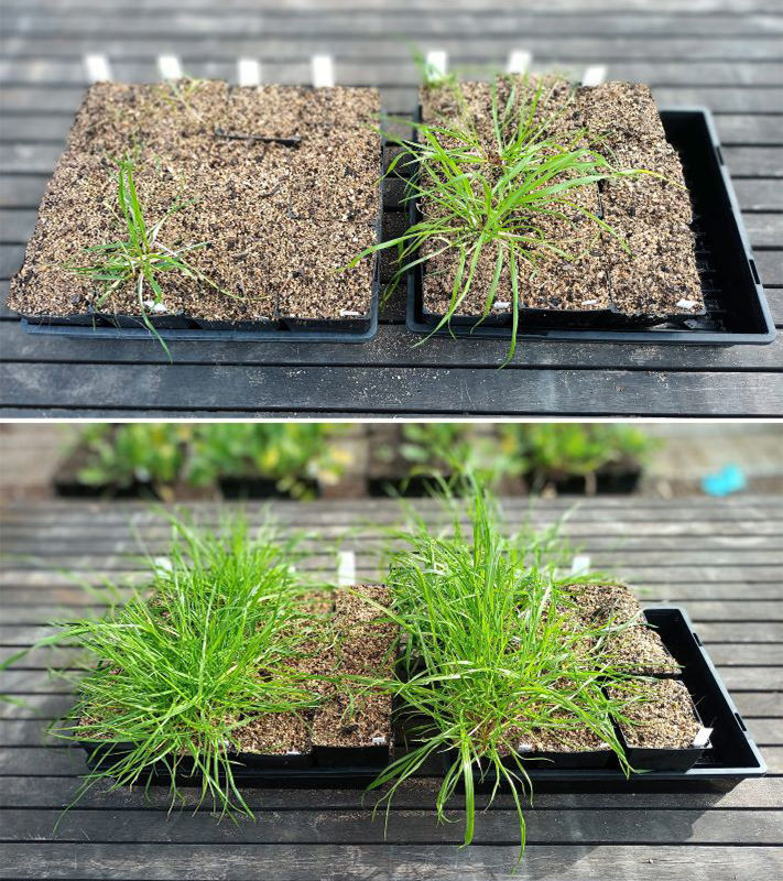 Pictured at the top in the AHRI trial is trifluralin-resistant annual ryegrass following the pre-emergent application of trifluralin herbicide, while pictured at the bottom shows the improved control of the annual ryegrass following the early post-emergent application of Mateno Complete herbicide.