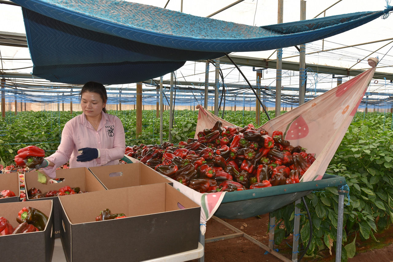 Bayer Luna Experience SA Grower