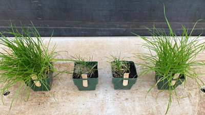 Bayer PSC Trial Teaser containing four potted grass plants on a table