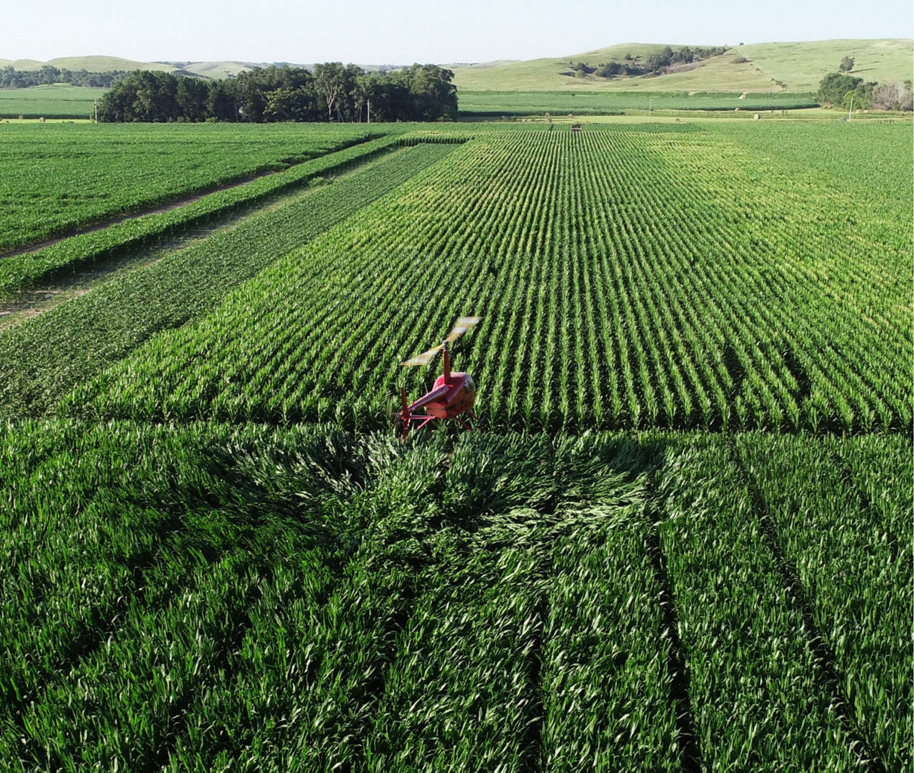 Row crops fields