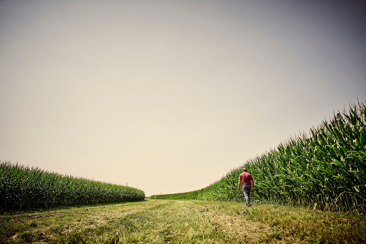 Green large crop field