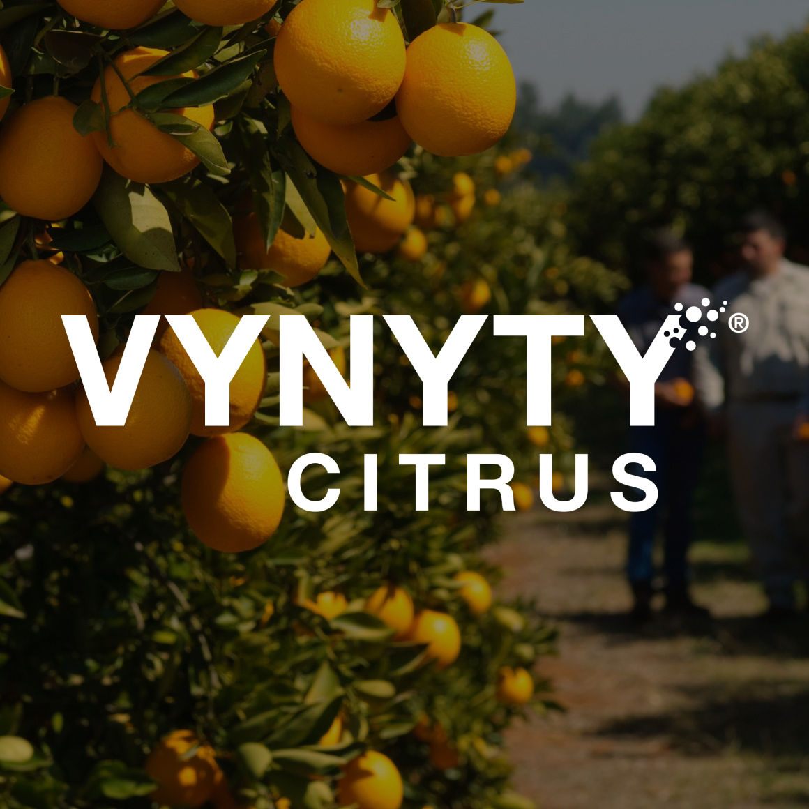 vynyty citrus