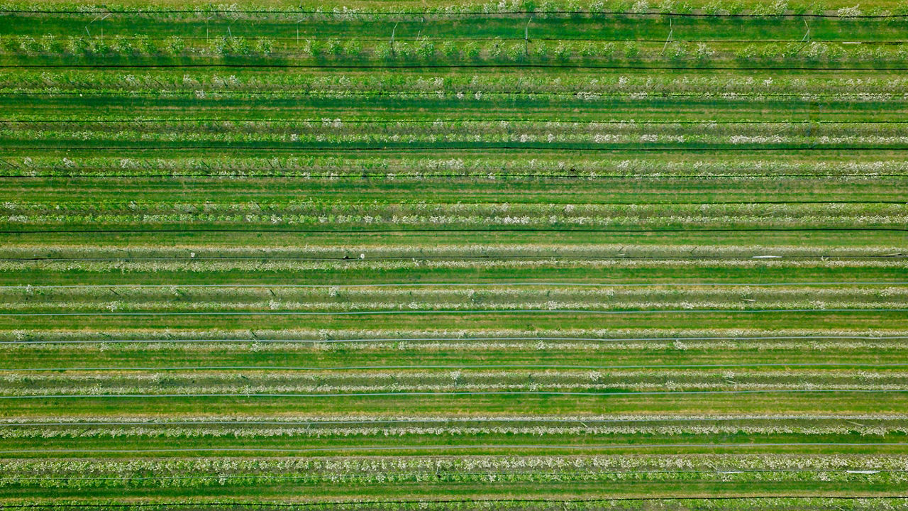 Pome (pictured) and stone fruit orchards around Australia are susceptible to two-spotted mite. 