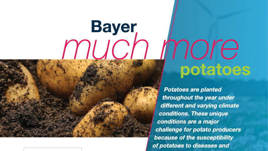 Much More Potatoes