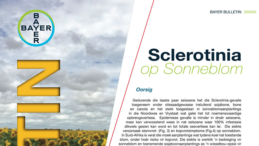 Sclerotinia op sonneblom