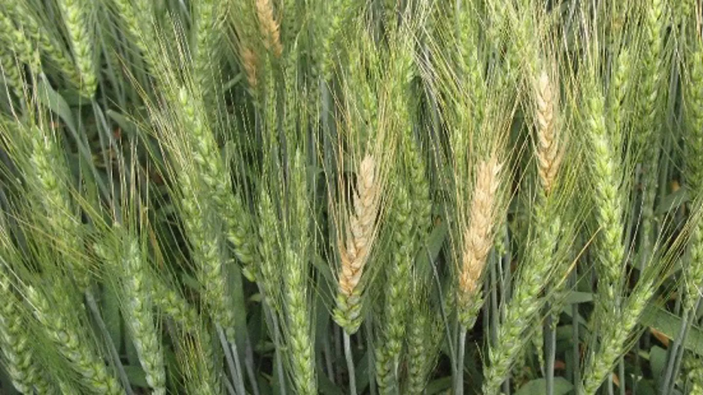 Be Ready for Any Scenario This Season with Prosaro® PRO Fungicide