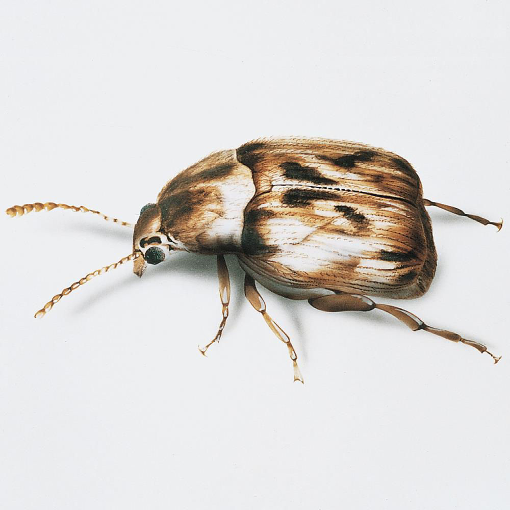 Bean Weevil