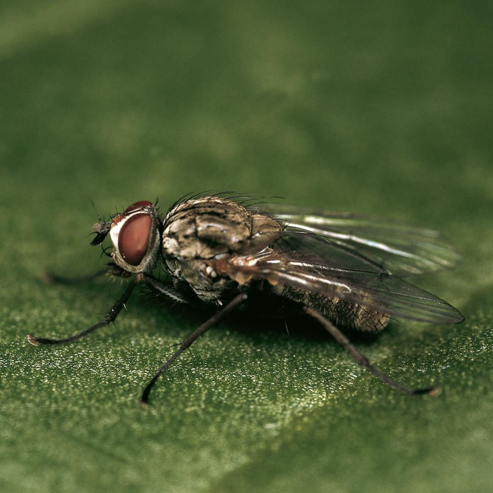 Beet Leafminer