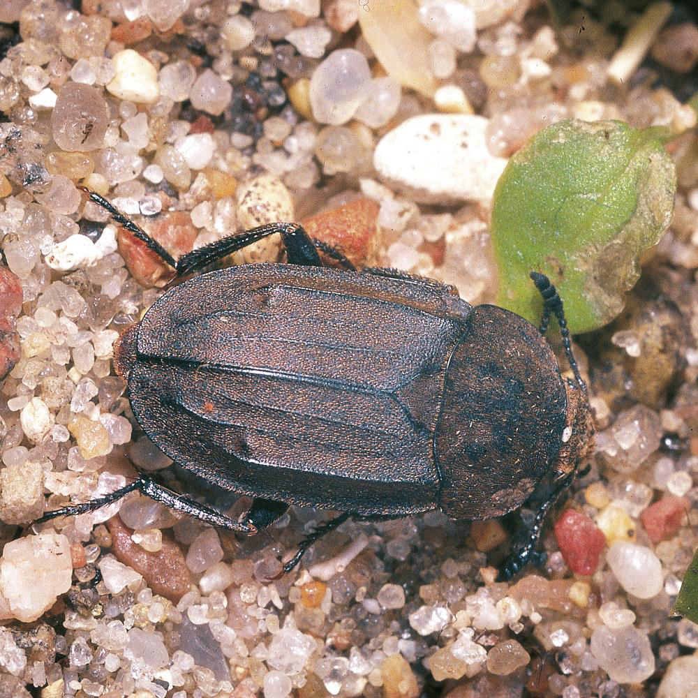 Beet Weevil