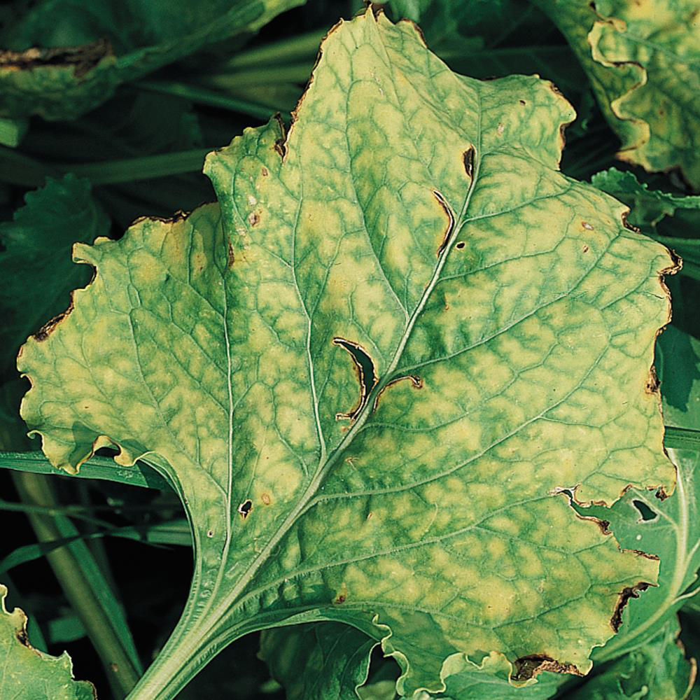 Beet Yellowing Virus