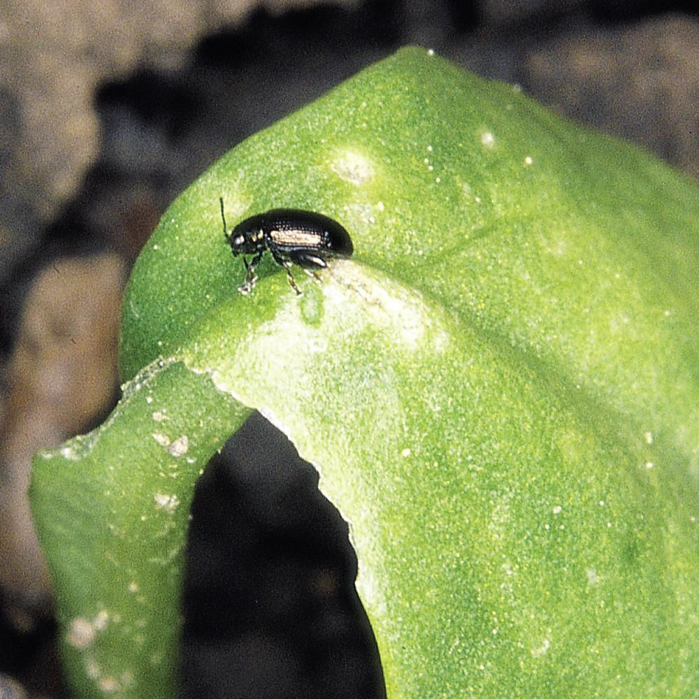 Beetroot Beetle