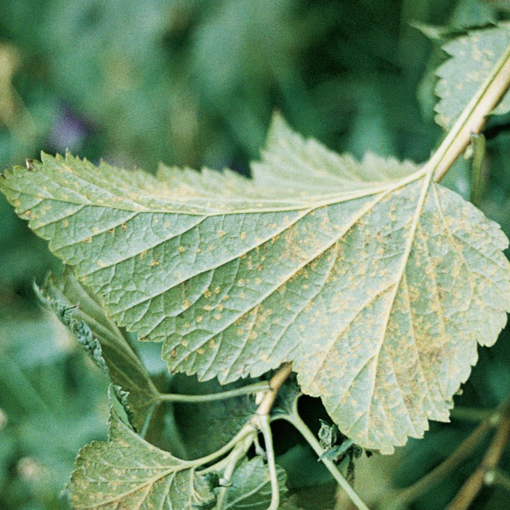 Berry Rust