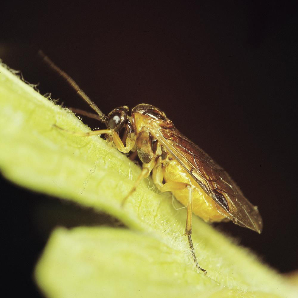 Berry Sawfly