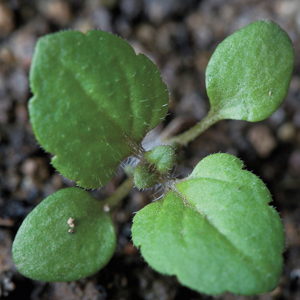 Birds_Eye_Speedwell