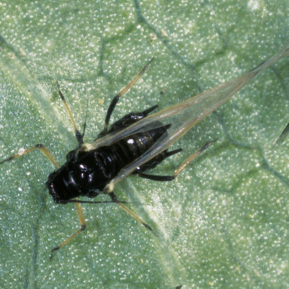 Black Bean Aphid