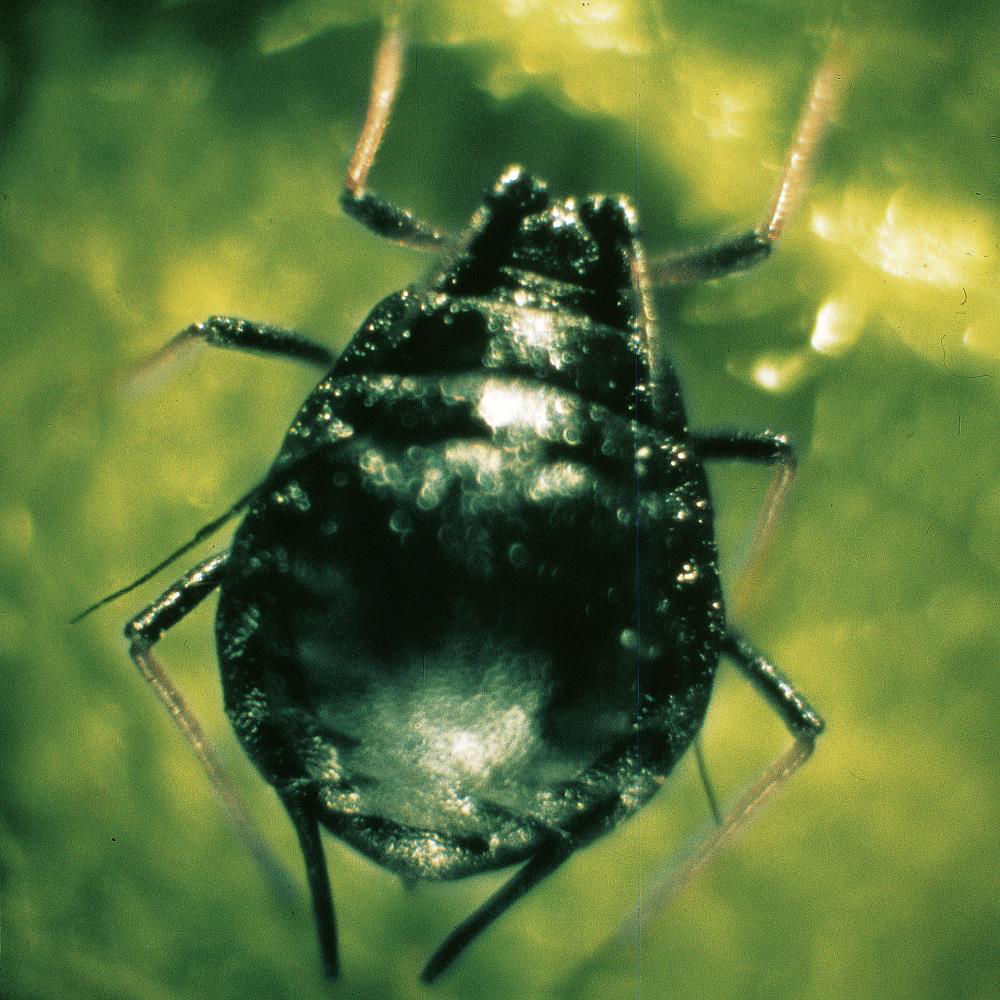 Black Bean Aphid