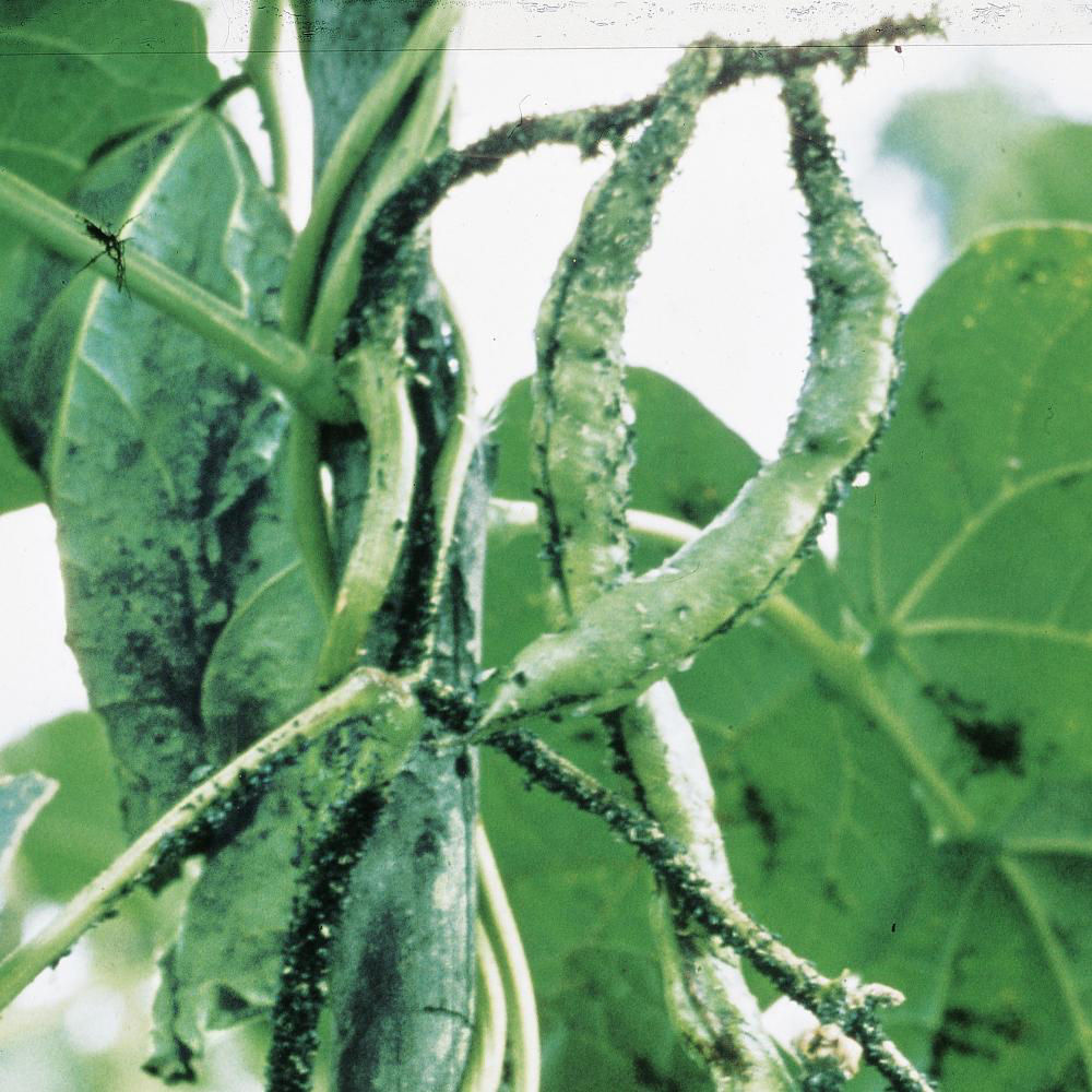 Black Bean Aphid