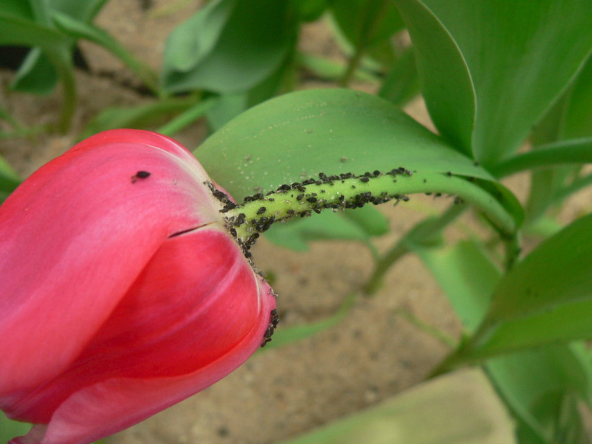 Black Bean Aphid