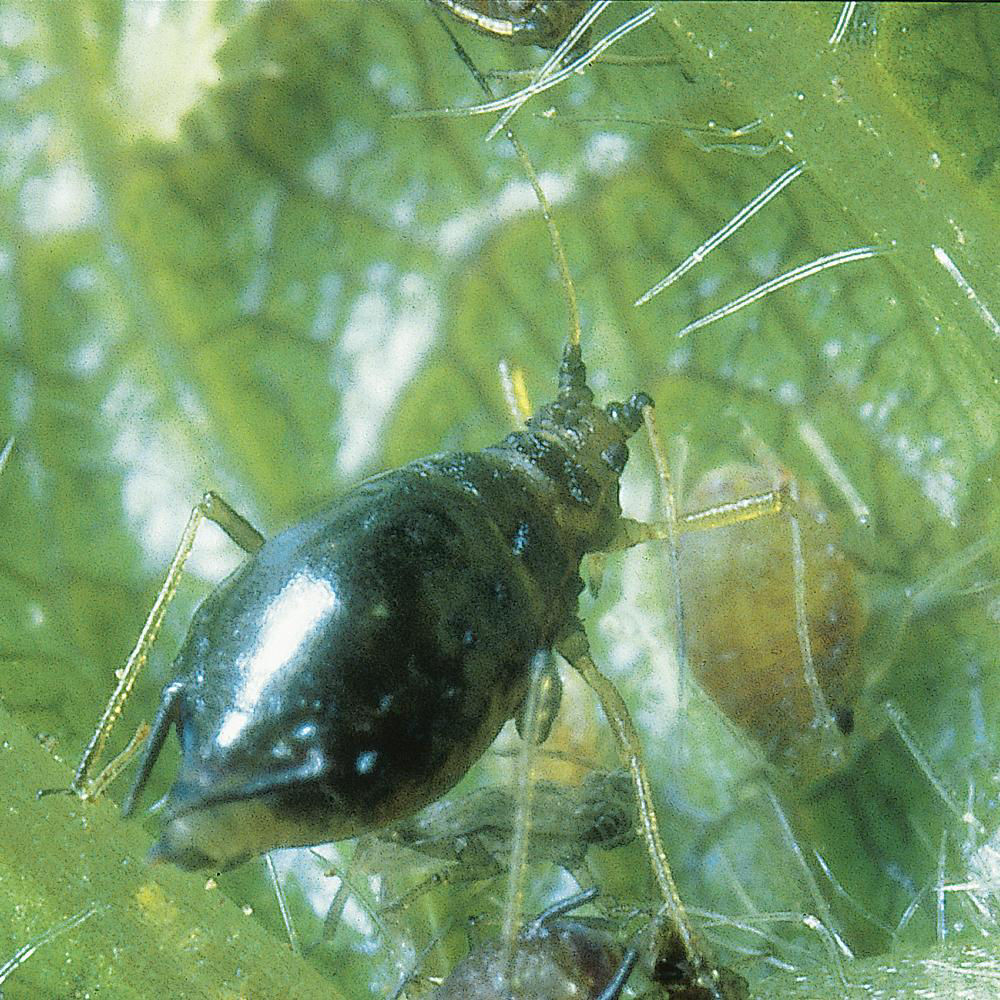 Black Cherry Aphid