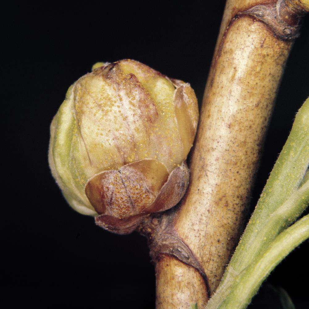 Black Currant Gall Mite