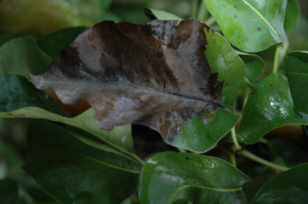 Black Fruit Root